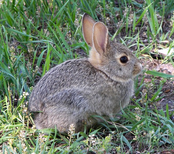 Rabbit_in_montana