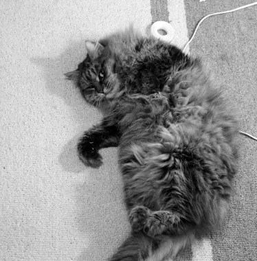 Siberian Cat being weird