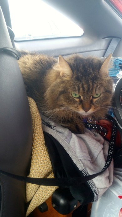 A not so happy traveller