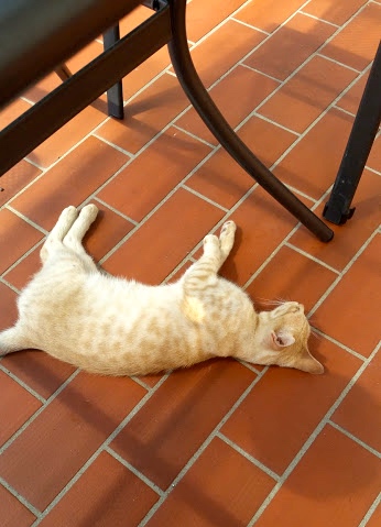 Dubrovnik, Croatia Cat #100DaysofMiaprima