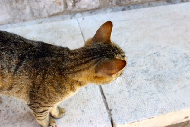 Dubrovnik Cats #100DaysofMiaPrima 1