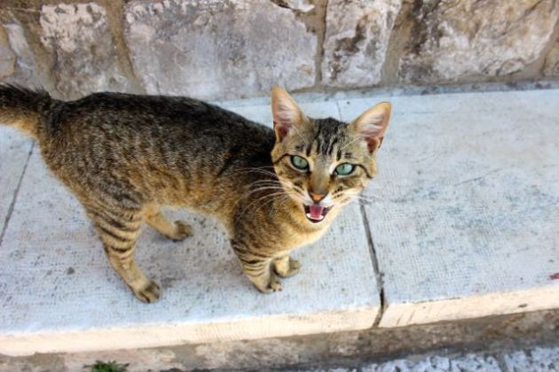 Dubrovnik Cats #100DaysofMiaPrima